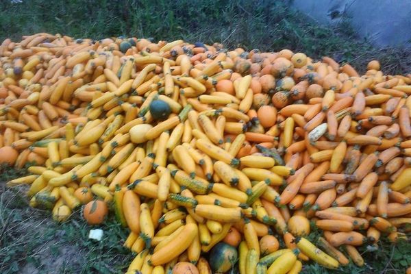 Une tonne de courgettes a déjà été jetée.