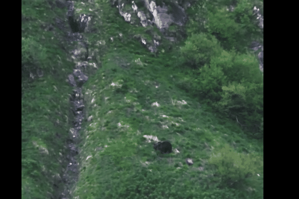 L'Ours a été aperçu au mois de mai dans le département de l'Ariège.