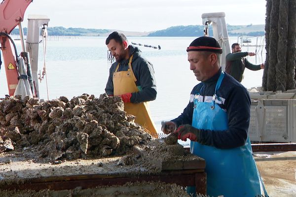 Les producteurs d'huitres de l'étang de Diana.