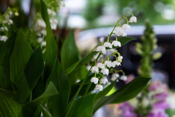 La vente de Muguet à nouveau autorisée cette année