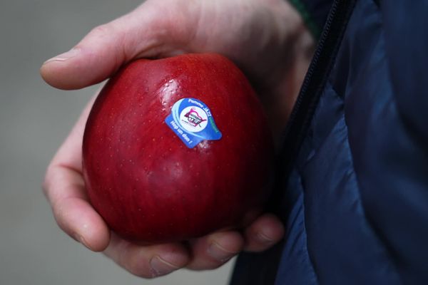 Des arboriculteurs offrent 1 million de pommes aux Restos du Cœur