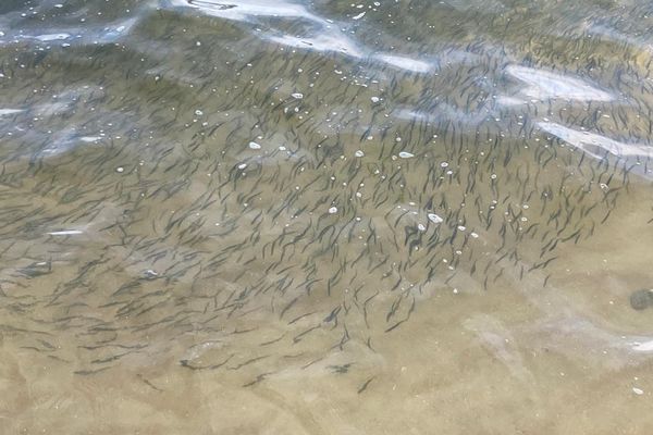 Les bancs de sprats, ces petits poissons qui dérivent par millions, se rapprochent des plages en cette fin d'été à Douarnenez.