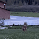 Un loup filmé près d'une exploitation agricole à Grande Rivière dans le Jura, le 23 avril 2024.