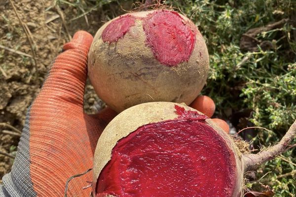 Selon l'agriculteur, la betterave a une sorte de carence qui lui donne un aspect inhabituel à cause d'un défaut de semence mais elle reste comestible