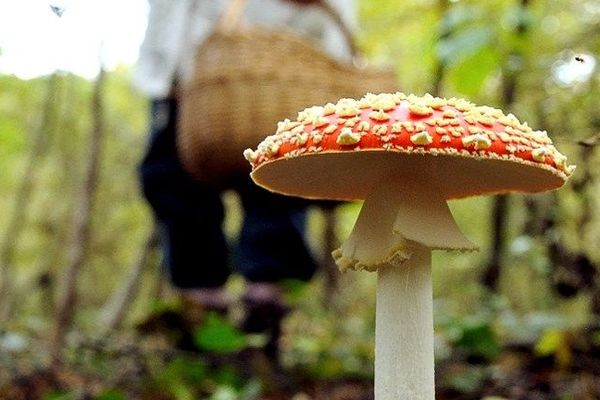 L'amanite Tue Mouche est à classer dans la catégorie des champignons dangereux. Il provoque des intoxications qui sont cependant très rarement mortelles 