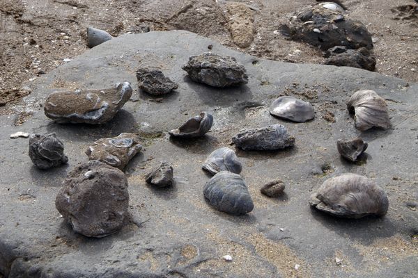 Des fossiles récupérés aux pieds des falaises des Vaches Noires dans le Calvados.