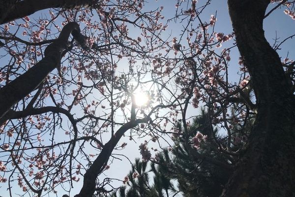 Avec l'arrivée du printemps météorologique, les amandiers sont déjà en fleur.