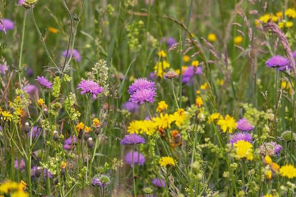 Le beau temps accentue la pollinisation des graminées.