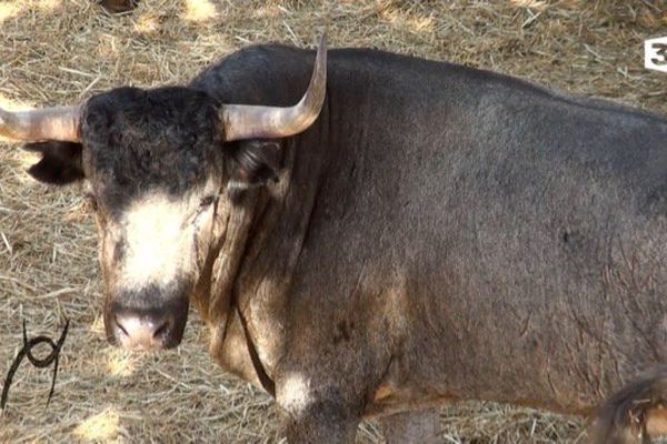 Les toros de Escolar Gil ont été les protagonistes d'une importante corrida le 16 juillet à Céret.