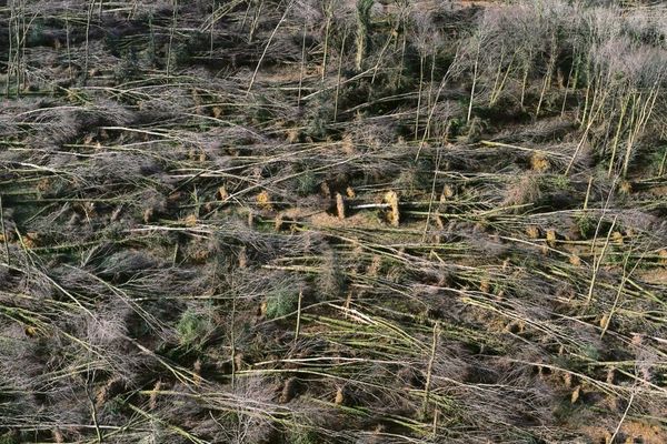 Près d'un quart de la forêt bretonne a été abattue par l'ouragan d'octobre 1987