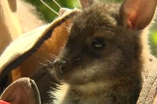 Hippie, petite femelle wallaby