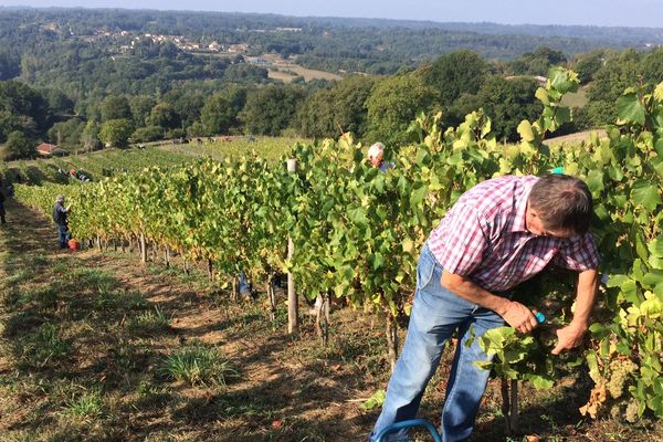 Comme le veut la tradition, les vendanges se sont terminées à la main à Verneuil