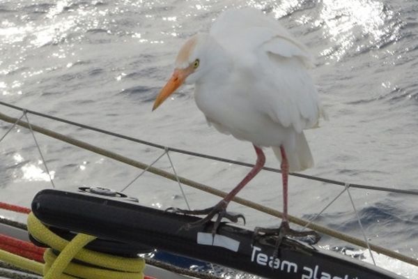 Le passager clandestin d'Alessandro di Benedetto