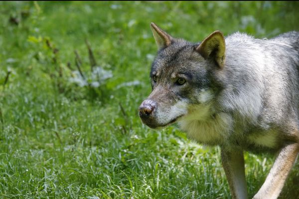 Illustration : loup du parc animalier ALPHA, situé dans le massif du Mercantour.