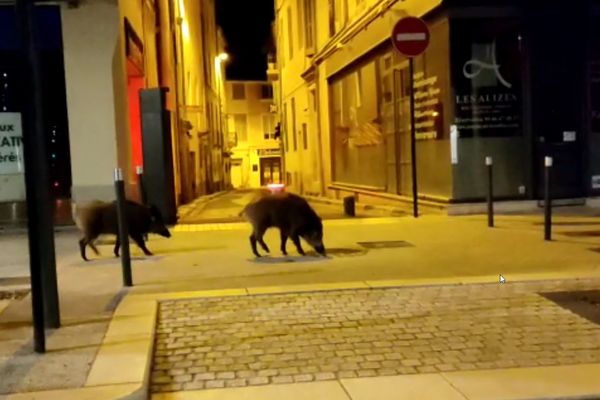 Petite virée nocturne à Nîmes pour ces deux sangliers.