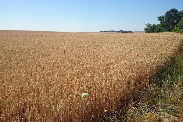 Champs de Picardie. (Loïc Benaiche / France 3 Picardie)