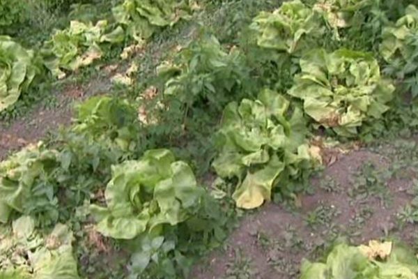 Les canards mangent les salades cultivées par les maraîchers dans les hortillonnages.
