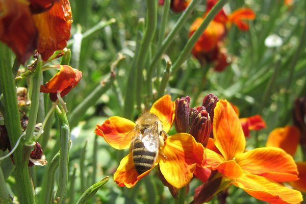 Abeille butinant.