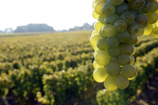 Illustration : les grappes de 2014 dans les vignobles de  "La Louviere" à Leognan. 