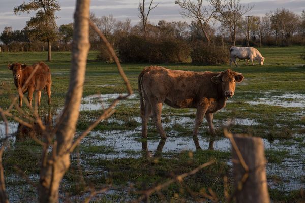 Les incertitudes du climat compliquent le travail des agriculteurs et des éleveurs. Les formations abordent les solutions, aucune n'est un miracle. 