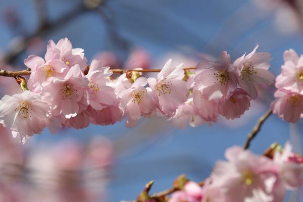 Des fleurs sous le soleil.