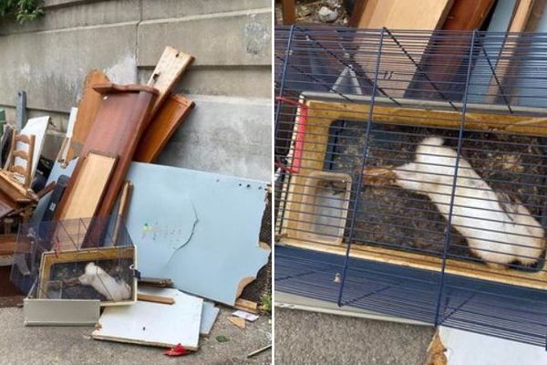 Nîmes - deux clichés d'un lapin mort dans sa cage et jeté aux ordures font le buzz sur Facebook - 2024.