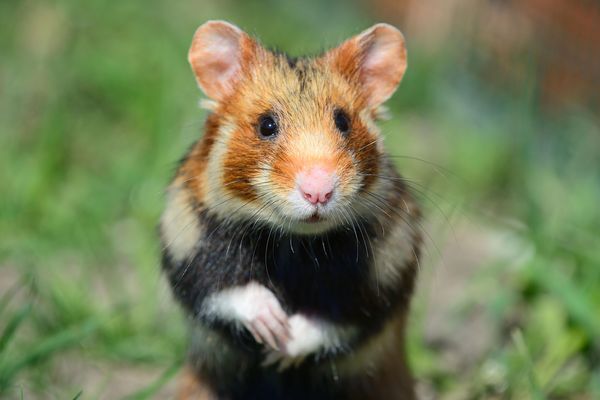 Le grand hamster d'Alsace a pratiquement disparu dans le Haut-Rhin malgré les mesures de protection.