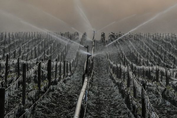 Le vignoble de Chablis est arrosé pour le protéger du gel, vendredi 21 avril 2017. 