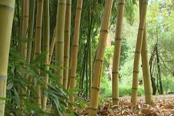 Expo Flora Japonica à Strasbourg