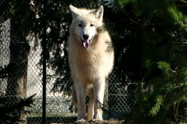 En 2019, quelques naissances ont été enregistrées chez les loups du domaine de Fitilieu (Isère).