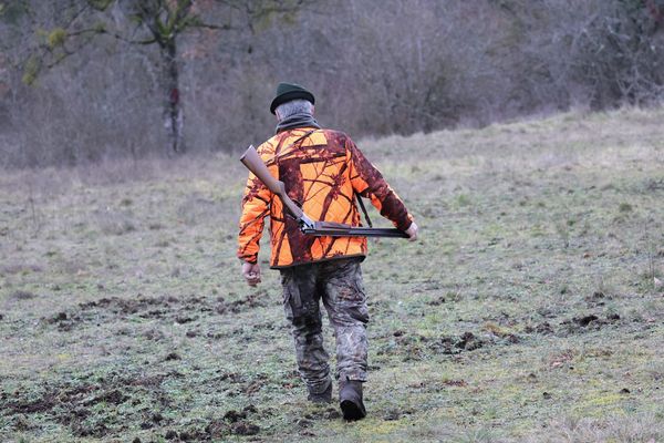 C'est aux chasseurs d'assurer la régulation des sangliers, mais également de payer les dégâts causés par l'animal chez des agriculteurs.