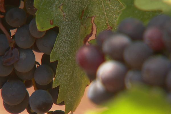 Avec les cépages destinés au rosé, on peut aussi produire du vin rouge