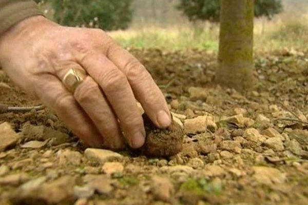 La saison de la truffe vient de commencer.