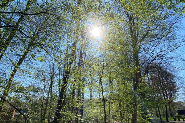 Pour la première fois, l'Office National des Forêts impose des restrictions liées à la canicule dans plusieurs forêts normandes.