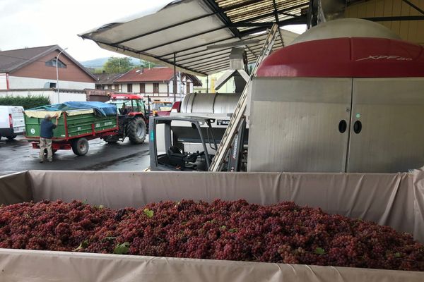 Fin septembre, la fin des vendanges est là. La cave va produire près de 17.000 hectolitres de vin.  