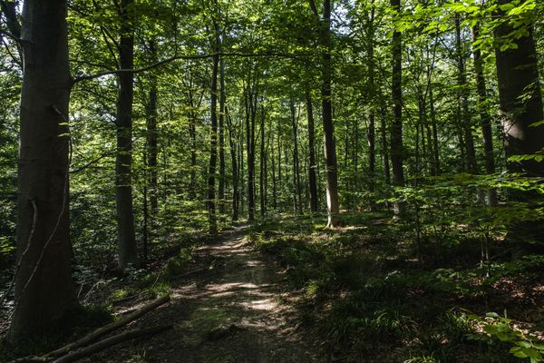 Les forêts du Grand-Est, de la Bourgogne-Franche-Comté et d'Auvergne-Rhône-Alpes sont particulièrement touchées par le dérèglement climatique.