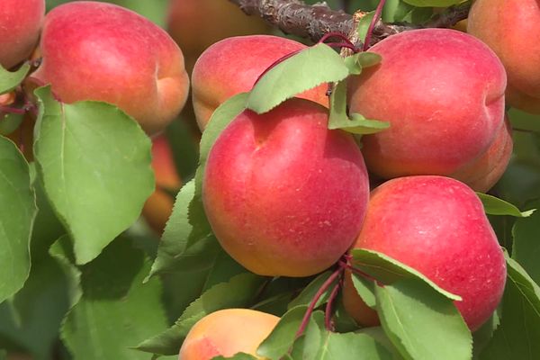 L'IGP des abricots de Baronnies officiellement reconnue.