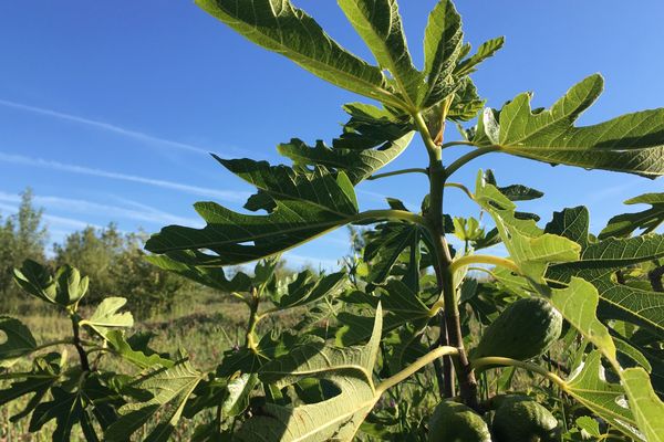 Les figues blanches profitent de la chaleur de juillet pour mûrir tranquillement.