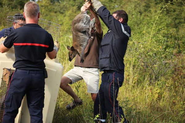 Mercredi 19 août, les sapeurs-pompiers de Montluçon sont intervenus pour capturer un Wallaby de Benett.