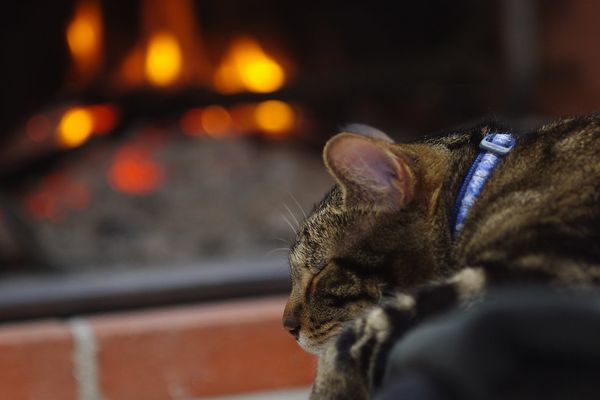 "Un moment de repos" - Ce dimanche, le temps ne sera pas à mettre un chat dehors !