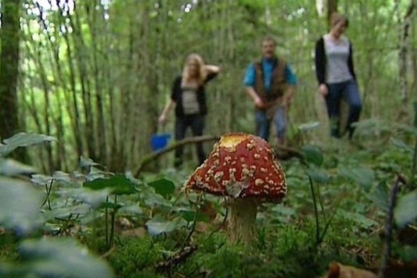 Une amanite tue-mouches, une familière des forêts du Châtillonnais.