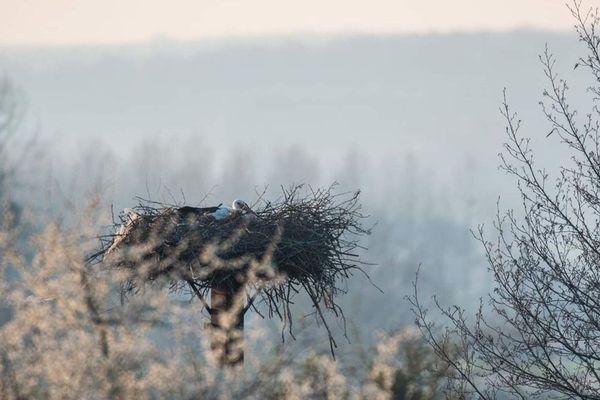 Les cigognes se sont blotties dans leur nid ce weekend dans les Ardennes pour lutter contre le froid