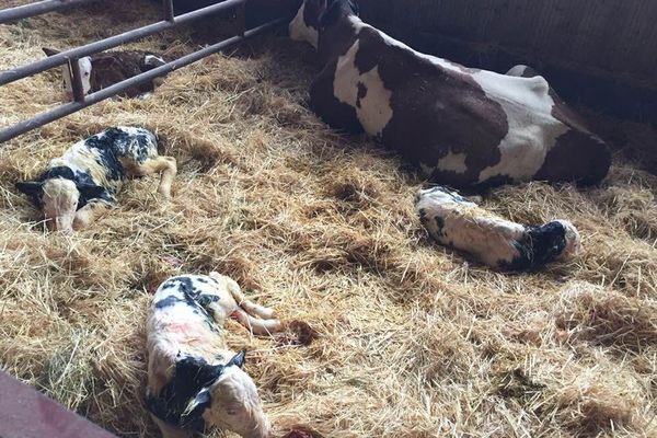 Dimanche 3 novembre 2019, une vache montbéliarde a donné naissance à des triplés.