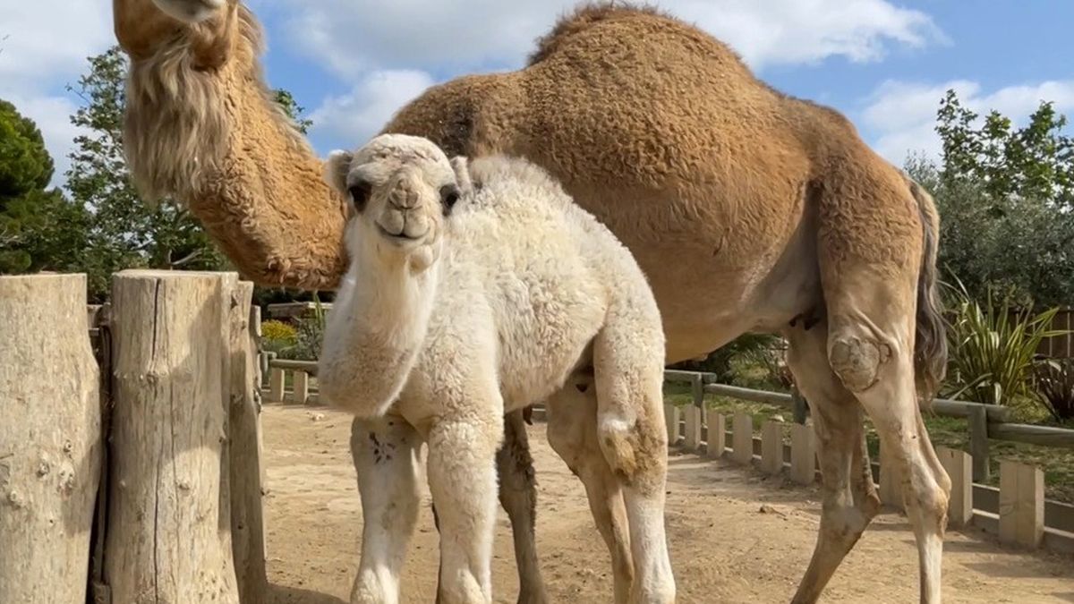 L'objectif est d'avoir des bébés » : au Zoo de La Palmyre, un couple de  loutres géantes est arrivé