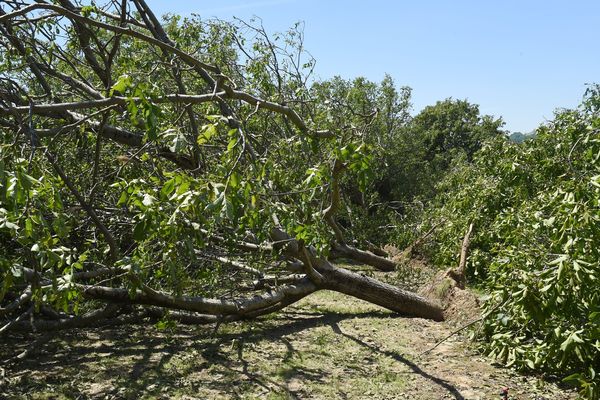 Après les intempéries du 15 juin, la filière noix est particulièrement en danger en Isère.