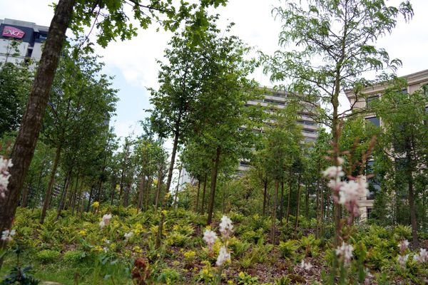 Photo d'illustration de la végétalisation de la ville. Ici, lors de l'inauguration de la première forêt urbaine de Paris, place de Catalogne dans le 14e arrondissement.