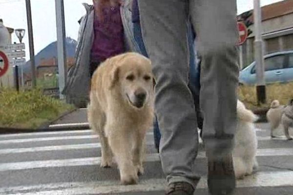 Le stage est destiné à éduquer les chiens, et leurs maîtres, face aux dangers de la ville.