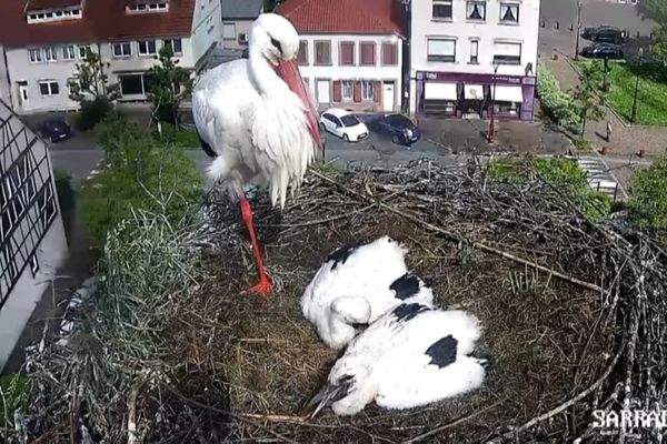 Seuls deux cigogneaux sur six ont survécu au mauvais temps.