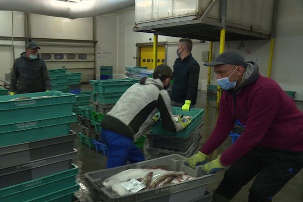 Criée de Cherbourg ce 8 septembre 2020 : 40 % de la pêche provient des eaux britanniques. Comment faire sans ? 