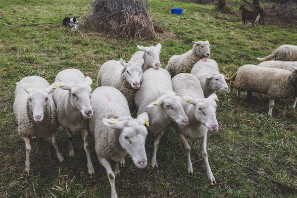 Le ministère de l'Agriculture déploie un plan de vaccination pour endiguer la propagation de la maladie